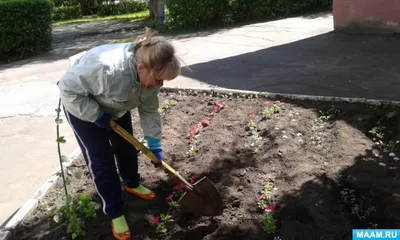 Купить Береза повислая Пурпуреа Betula pendula Purpurea - в питомнике  Флорини