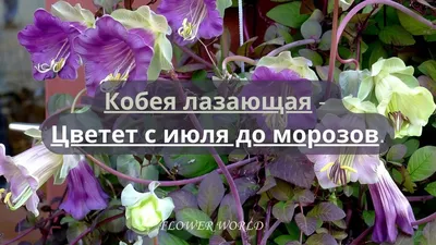 Цветет с июля до морозов — кобея лазающая | Что посадить? | Дзен