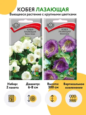 Семена агрофирмы Поиск Кобея - «Эксклюзив! Оригинальная лиана с  колокольчиками, которые долго держатся и меняют свой цвет! Цветет до  заморозков!» | отзывы