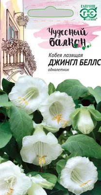 Кобея лазающая выращивание из семян, уход и фото композиций