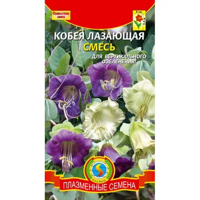 ᐉ Кобея лазающая — выращивание, посадка и уход за растением