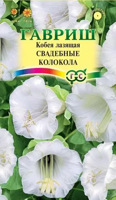 Кобея лазающая – выращивание из семян