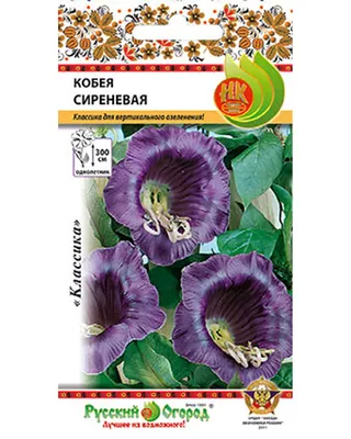 Кобея. Советы садоводов - Статья - Журнал - FORUMHOUSE