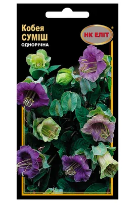 Семена Цветы, Кобея, Лазающая Каландо, 5 шт, цветная упаковка, Гавриш в  Курске: цены, фото, отзывы - купить в интернет-магазине Порядок.ру