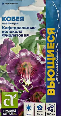 Кобея лазающая выращивание из семян, уход и фото композиций