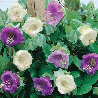 Кобея лазящая (Cobaea scandens) - PictureThis