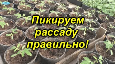 Как правильно пикировать томаты - все тонкости и нюансы! Когда и как нужно  пикировать рассаду. - YouTube