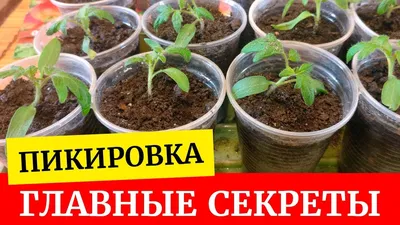 Когда лучше пикировать помидоры в 1-2 настоящих листочка или раньше или  позже | Записки огородницы | Дзен