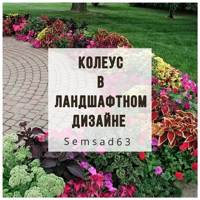 Колеус в саду: с чем сочетается, как ухаживать. | Центр Эффективного  Садоводства | Дзен