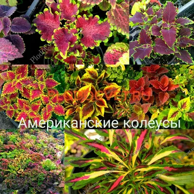 Колеус — Свои цветы