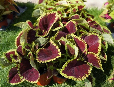 Coleus scutellarioides, широко известный как колеус | Премиум Фото