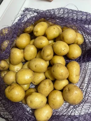 Картофель семенной \"Коломбо\": купить картофель сорта \"Коломбо\" почтой |  PLOD.UA