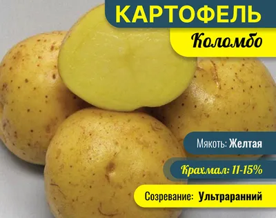 Картофель молодой Сорт Коломбо Цена 55 руб.кг В ящике 25 кг +- Тел:  +79182520836 Наш адрес: Цемдолина, Ленина 165 а Склад#8 Возможна… |  Instagram