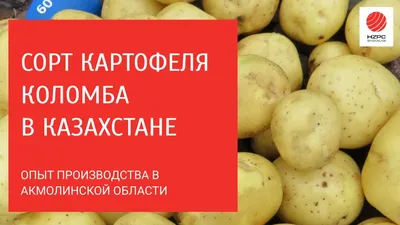 Картофель Коломбо - zaitev.by