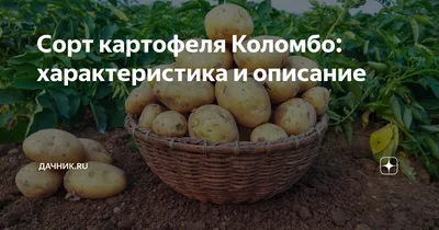 Показываем сорт картофеля Коломба в Казахстане - YouTube