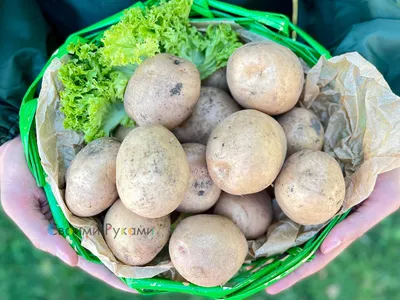 Выкопали картофель Коломбо 8 августа. Урожай очень даже неплохой! С 39  лунок накопали почти 6 вёдер. - YouTube