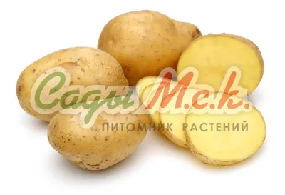 Сорт картофеля Коломбо: характеристика и описание | Дачник.RU | Дзен