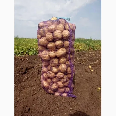 Картофель Коломбо от ЛПХ Назаренко Г. Е. 1 кг. | Своими Руками
