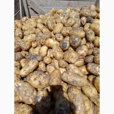 Картофель семенной Коломбо - купить по низкой цене с доставкой