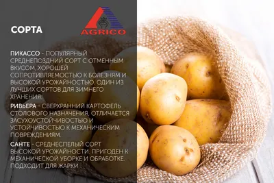 Картофель семенной Коломбо (элита) купить в Минске — Цена