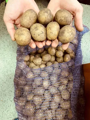 Картофель ранний сорт КОЛОМБО - «🌱МОЙ ЭКСПЕРИМЕНТ-высадила клубень в  обычный пакетик, или, 🥔Как получить молодую картошку в июне. Покажу  результат 👍» | отзывы