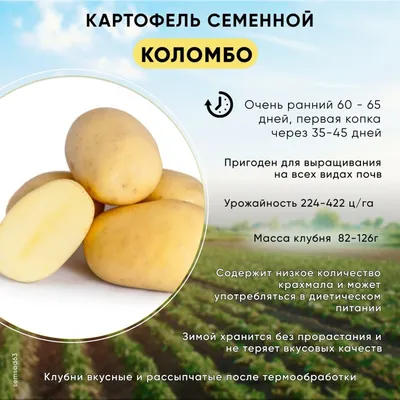 Картофель Коломба (2 репродукция) - купить семена в Украине недорого |  Florium.ua