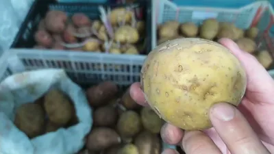 Картофель Коломбо (2,5кгх8шт) купить недорого в интернет-магазине Фермер