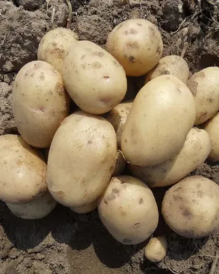Пойдём копать картошку! Как правильно выбрать сорта-скороспелки | Огород |  Дача | Аргументы и Факты