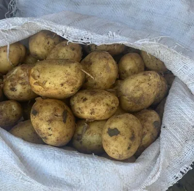 Продам картофель коломбо, купить картофель коломбо, Днепропетровская обл —  Agro-Ukraine
