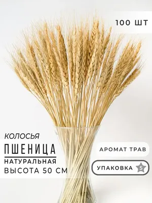 колосья пшеницы на белом фоне Стоковое Фото - изображение насчитывающей  здоровье, ингридиент: 222044610