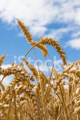 Колосья Пшеницы Сухоцвет натуральный, 100 шт ARANTA 139030118 купить за 890  ₽ в интернет-магазине Wildberries