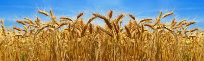 Крупы из пшеницы. Какую крупу производят, сжигая колосья. | NeuroYogaKids |  Дзен