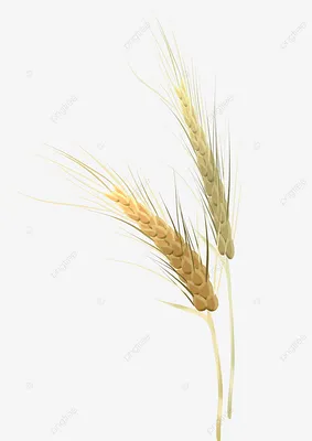 Колосья пшеницы сухоцвет 50 шт светло-оранжевые LAV1042