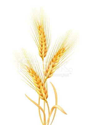 Колосья Пшеницы На Солнце Стоковые Фотографии | FreeImages