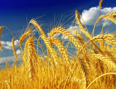 Пшеничное поле в пасмурный день крупный план, созревшие колосья пшеницы  готовые к сбору урожая. Stock Photo | Adobe Stock