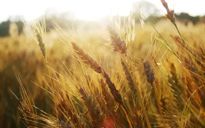 Колосья Пшеницы Стоковый Вектор | FreeImages
