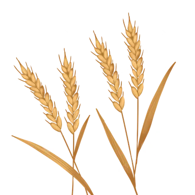 несколько колосьев пшеницы показаны на белом фоне, колосья пшеницы, 7  специфических аллергенных ингредиентов Hd фото фон картинки и Фото для  бесплатной загрузки