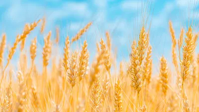 Биологи определили, какие колосья пшеницы более устойчивы к болезням | ИА  Красная Весна