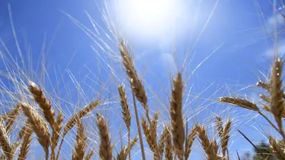 Картинка колосья пшеницы - 64 фото