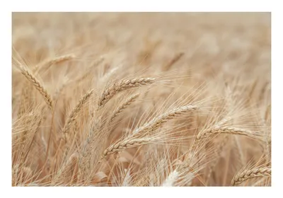 Колосья пшеницы картинки - 74 фото