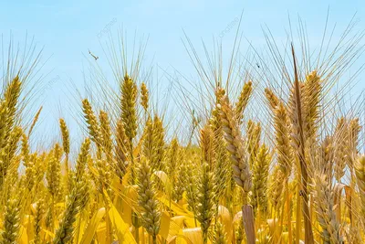 Wheat ears isolated on white background. Колосья пшеницы, изолированные на  белом фоне Stock Photo - Alamy