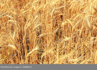 На бирже в США подорожала пшеница после атаки дрона ВСУ на танкер \"Сиг\" -  РИА Новости, 07.08.2023