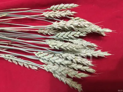 колосья пшеницы на белом фоне Стоковое Изображение - изображение  насчитывающей ухо, завтраки: 222044559