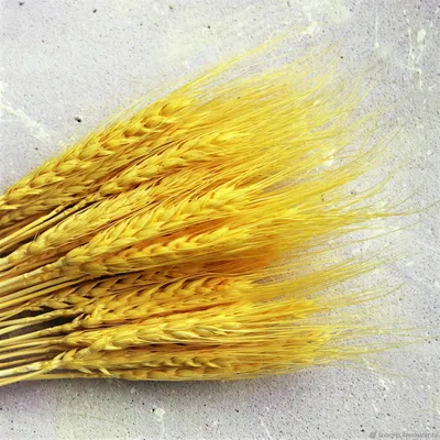 Колосья Пшеницы искусственные 77 см купить по цене 0.00 грн в магазине  рукоделия 100 идей