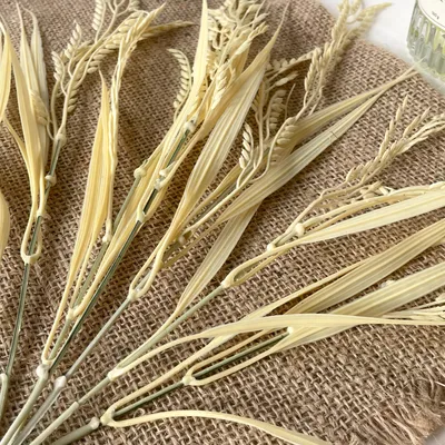 Колосья пшеницы №11 - Натуральные колосья