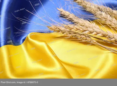Золотые колосья пшеницы на поле :: Стоковая фотография :: Pixel-Shot Studio