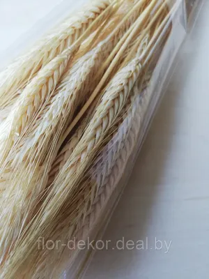 Купить колосья пшеницы с доставкой по Екатеринбургу - интернет-магазин  «Funburg.ru»