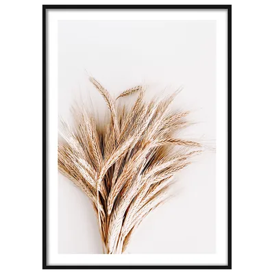 колосья пшеницы и ячменя стоковое изображение. изображение насчитывающей  зерно - 223735317