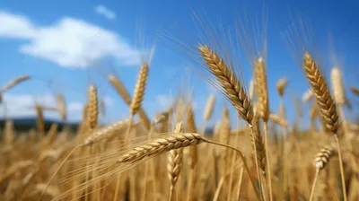 Колосья Пшеницы Triticum, Изолированных На Белом Фоне Фотография, картинки,  изображения и сток-фотография без роялти. Image 15681340