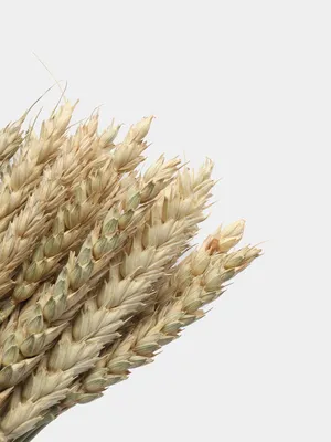 колосья пшеницы на фоне голубого неба Стоковое Изображение - изображение  насчитывающей индия, поле: 215560983